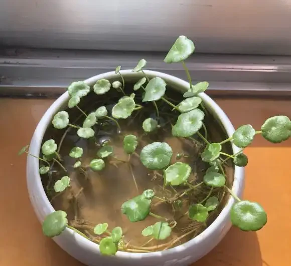 最好養的銅錢草,「發泡煉石」墊底,長的跟豆芽一樣,葉子硬幣大
