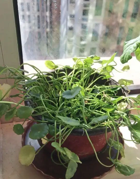最好養的銅錢草,「發泡煉石」墊底,長的跟豆芽一樣,葉子硬幣大