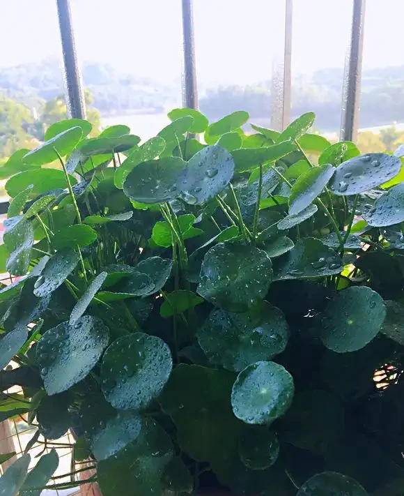 最好養的銅錢草,「發泡煉石」墊底,長的跟豆芽一樣,葉子硬幣大