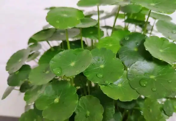 最好養的銅錢草,「發泡煉石」墊底,長的跟豆芽一樣,葉子硬幣大