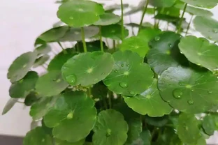 最好養的銅錢草，「發泡煉石」墊底，長的跟豆芽一樣，葉子硬幣大