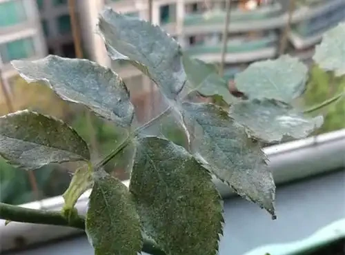 玫瑰花長葉蟎噴什麼藥好?噴過殺蟲劑,幾天過後又出來了