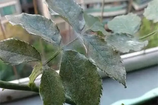玫瑰花長葉蟎噴什麼藥好？噴過殺蟲劑，幾天過後又出來了