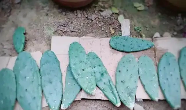 2分鐘教你學會插枝仙人掌，一週冒白根，只需一個小技巧