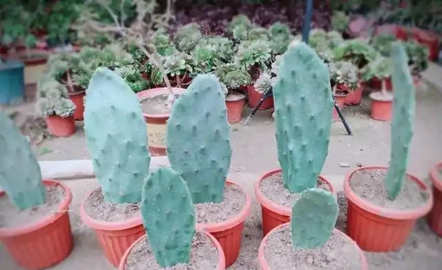 2分鐘教你學會插枝仙人掌，一週冒白根，只需一個小技巧