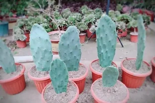 2分鐘教你學會插枝仙人掌，一週冒白根，只需一個小技巧