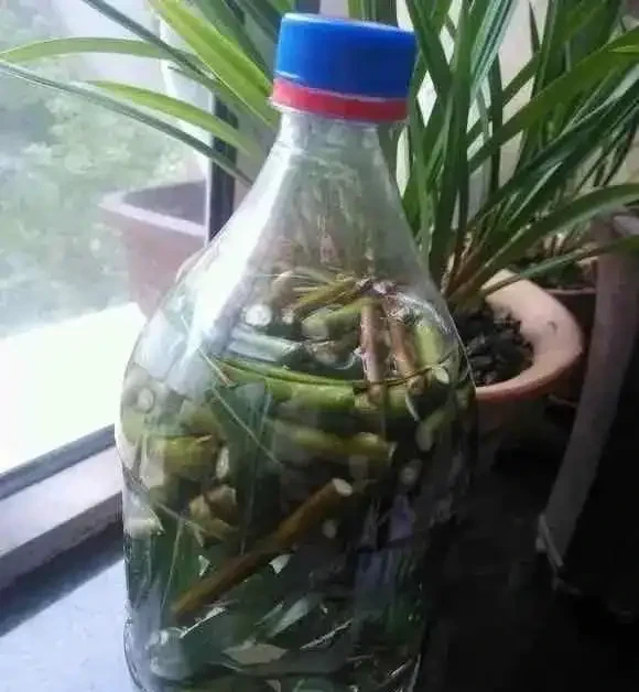 教你四種自制「長根水」,省錢又好用,長根效果棒棒噠!