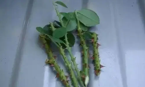 教你四種自制「長根水」,省錢又好用,長根效果棒棒噠!