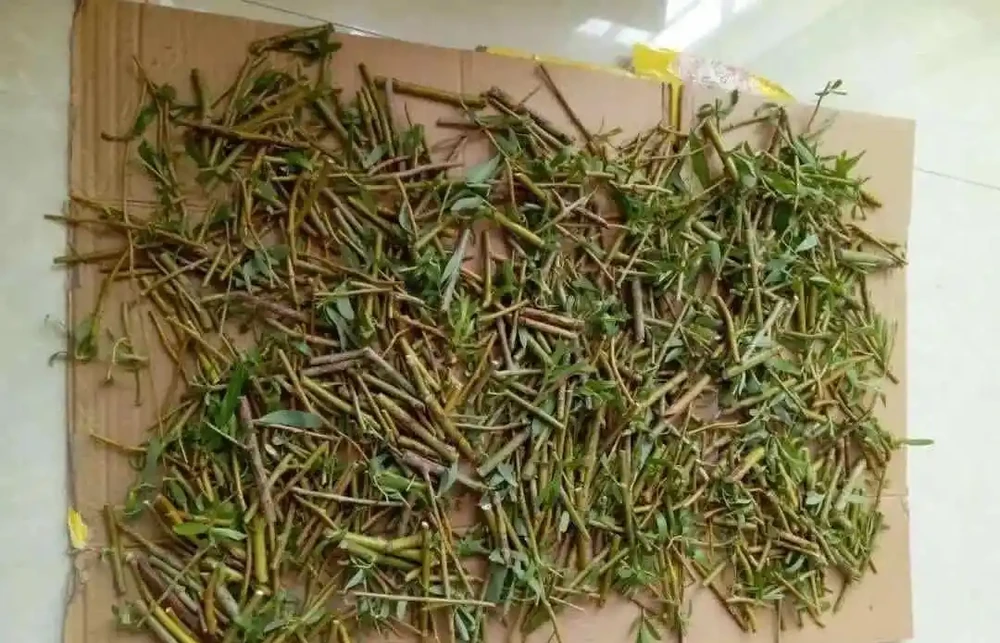 教你四種自制「長根水」,省錢又好用,長根效果棒棒噠!