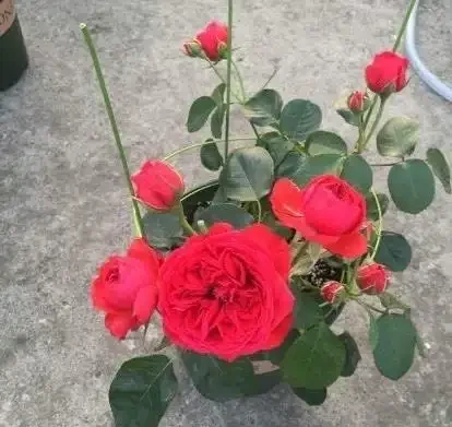 養盆栽玫瑰花,注意「3點」,花多、花大又芳香,開花一茬茬