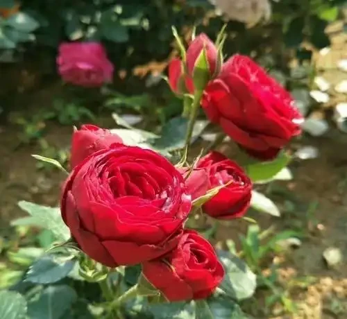 養盆栽玫瑰花，注意「3點」，花多、花大又芳香，開花一茬茬
