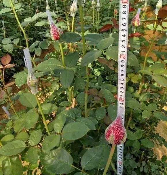 養盆栽玫瑰花,注意「3點」,花多、花大又芳香,開花一茬茬