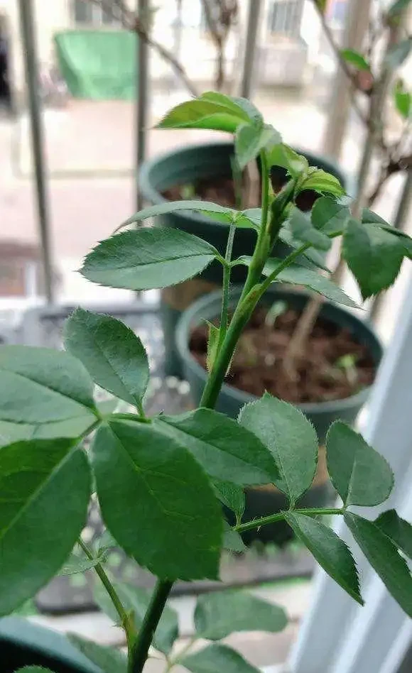 養盆栽玫瑰花,注意「3點」,花多、花大又芳香,開花一茬茬