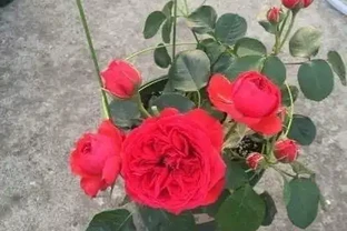 養盆栽玫瑰花，注意「3點」，花多、花大又芳香，開花一茬茬