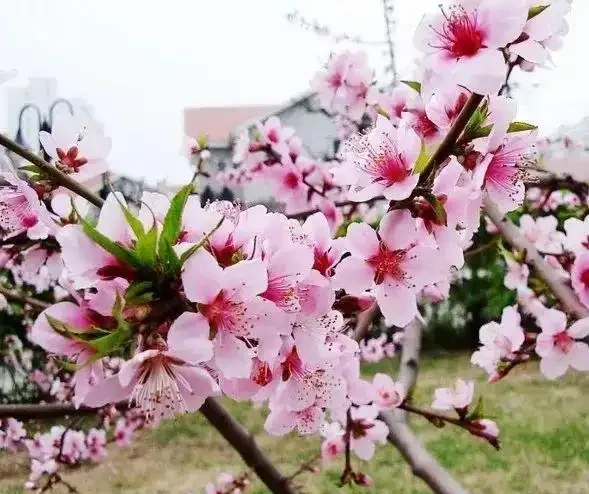 今年賞花不出門,23種漂亮的花送給你,建議收藏!