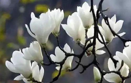 今年賞花不出門,23種漂亮的花送給你,建議收藏!
