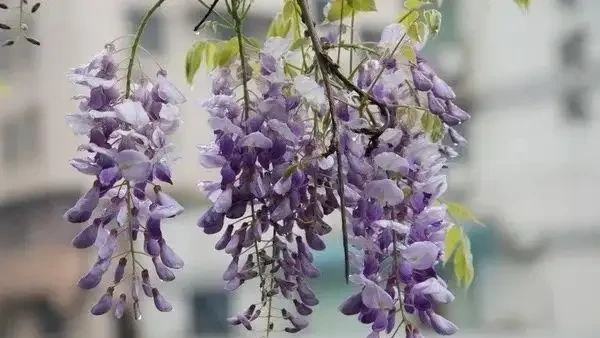 今年賞花不出門,23種漂亮的花送給你,建議收藏!