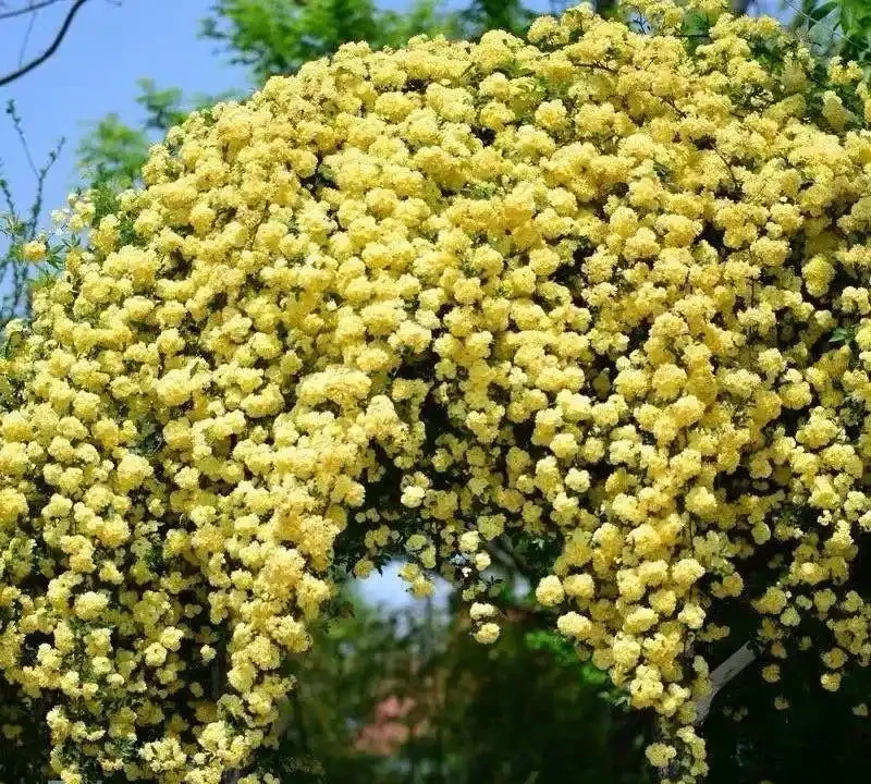 今年賞花不出門,23種漂亮的花送給你,建議收藏!