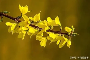 今年賞花不出門，23種漂亮的花送給你，建議收藏！