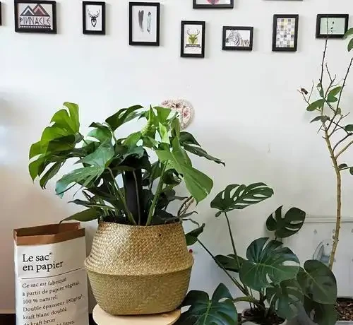 發黃的龜背芋別放棄，教你幾招挽救回來，實用效果好四季常綠