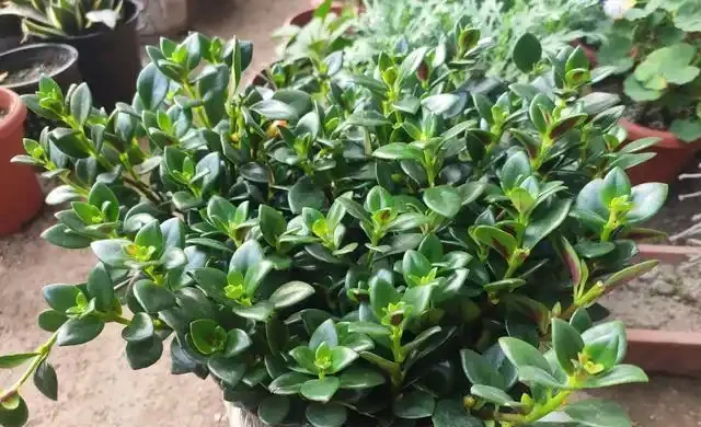 家中養綠植,1種「長葉肥」必不可少,讓葉片油綠肥厚,蹭蹭長