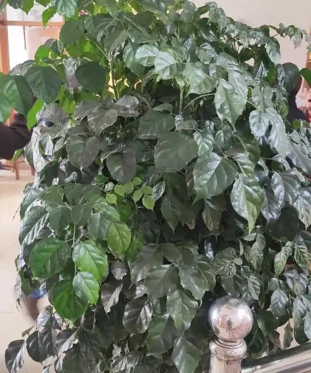 家中養綠植,1種「長葉肥」必不可少,讓葉片油綠肥厚,蹭蹭長