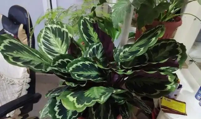 家中養綠植,1種「長葉肥」必不可少,讓葉片油綠肥厚,蹭蹭長