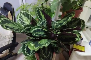 家中養綠植，1種「長葉肥」必不可少，讓葉片油綠肥厚，蹭蹭長