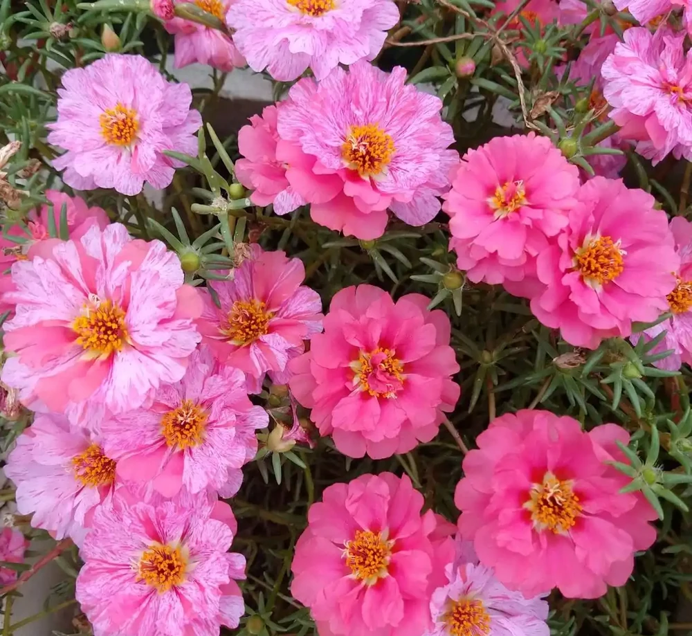 南方週年可開花