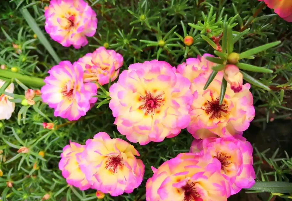 花開美麗