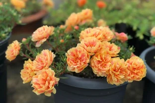 一種超好養的花，插根枝就能活，花似牡丹，開花勤快，是盆栽佳品