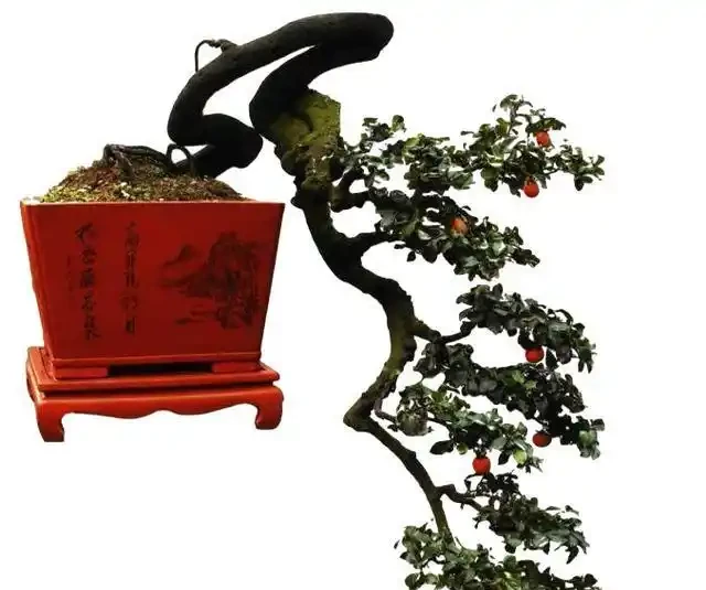 金彈子缺水落葉?簡單3步也能救活,好用有效