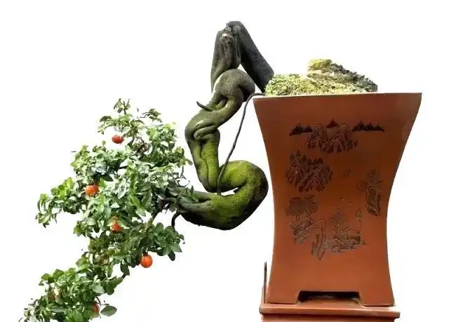 金彈子缺水落葉?簡單3步也能救活,好用有效