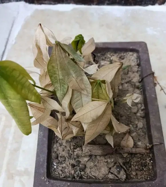 客廳養發財樹,有個口訣:「不曬太陽少澆水」,不黃葉還冒新芽