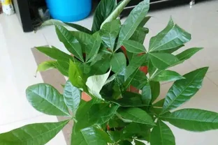 客廳養發財樹，有個口訣：「不曬太陽少澆水」，不黃葉還冒新芽