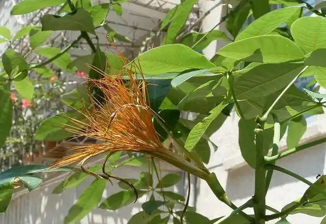 發財樹不易繁殖?只要掌握這三種方法,就能培育出健壯新植株