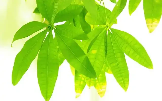 發財樹不易繁殖?只要掌握這三種方法,就能培育出健壯新植株