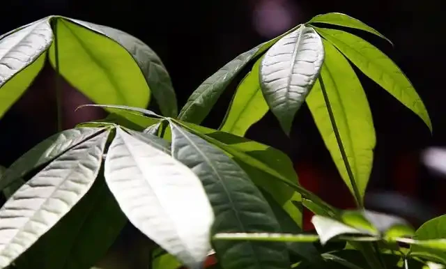 發財樹不易繁殖?只要掌握這三種方法,就能培育出健壯新植株