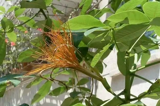 發財樹不易繁殖？只要掌握這三種方法，就能培育出健壯新植株