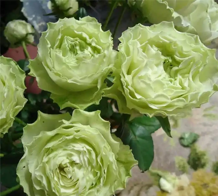 玫瑰花苞突然消失枯萎，是缺肥還是病害？簡單幾招，保住花苞