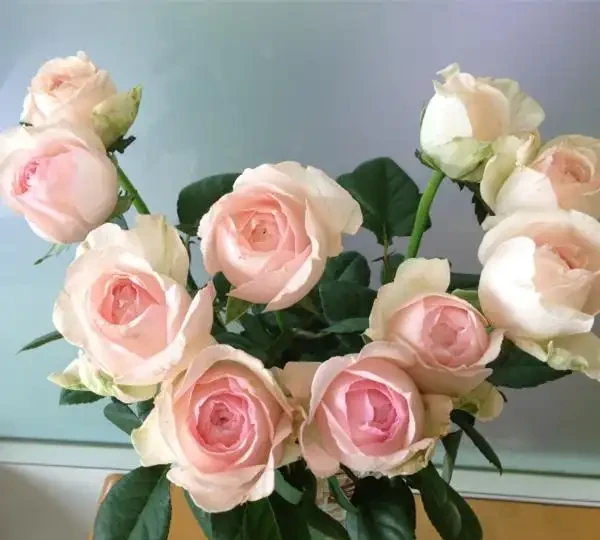 玫瑰花苞突然消失枯萎，是缺肥還是病害？簡單幾招，保住花苞
