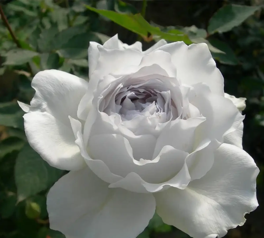 玫瑰花苞突然消失枯萎，是缺肥還是病害？簡單幾招，保住花苞