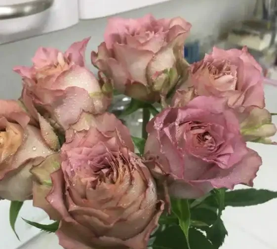 玫瑰花苞突然消失枯萎，是缺肥還是病害？簡單幾招，保住花苞