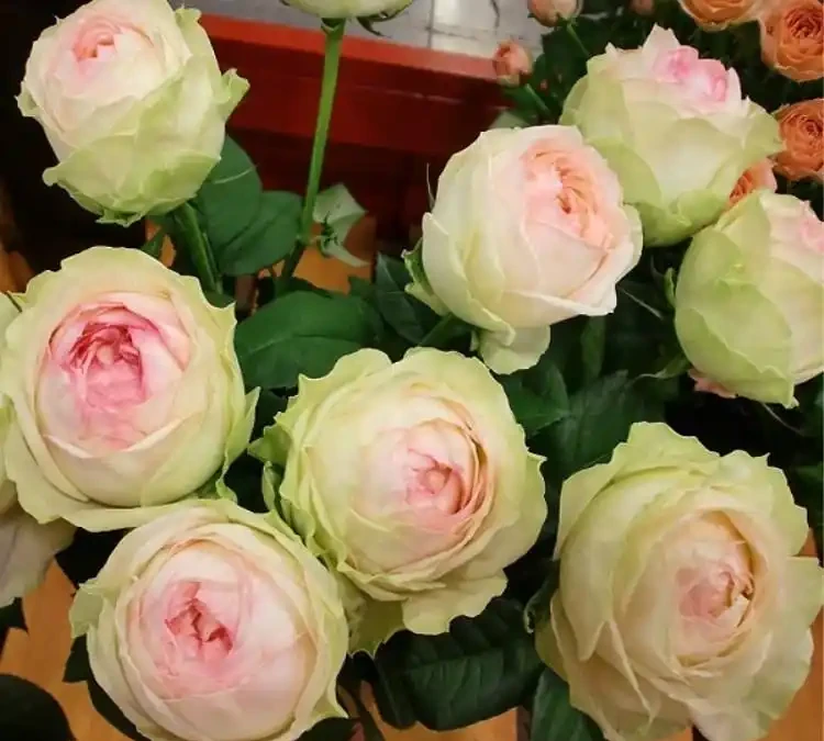 玫瑰花苞突然消失枯萎，是缺肥還是病害？簡單幾招，保住花苞