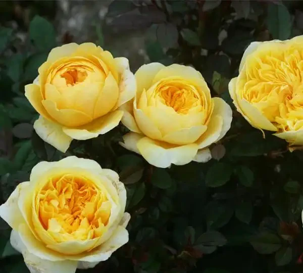 玫瑰花苞突然消失枯萎，是缺肥還是病害？簡單幾招，保住花苞
