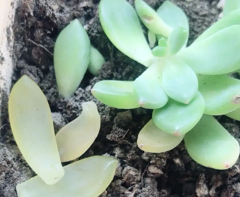 多肉葉子一碰就掉？大都是這四種原因導致，及時挽救還來得及