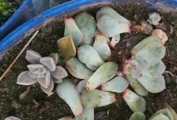 多肉葉子一碰就掉？大都是這四種原因導致，及時挽救還來得及