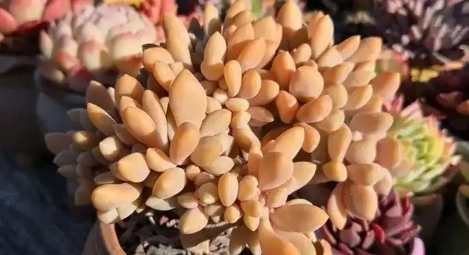 多肉葉子一碰就掉？大都是這四種原因導致，及時挽救還來得及