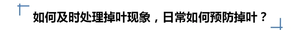 多肉葉子一碰就掉？大都是這四種原因導致，及時挽救還來得及