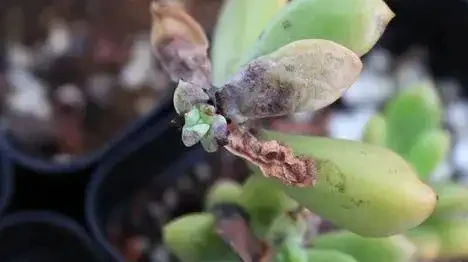 多肉葉子一碰就掉？大都是這四種原因導致，及時挽救還來得及
